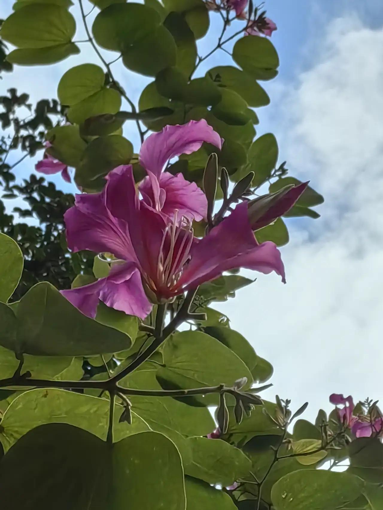 在我居住的小区，宛如一幅生动的山水画卷，环境优美，花香拂面，令人心旷神怡。每当我