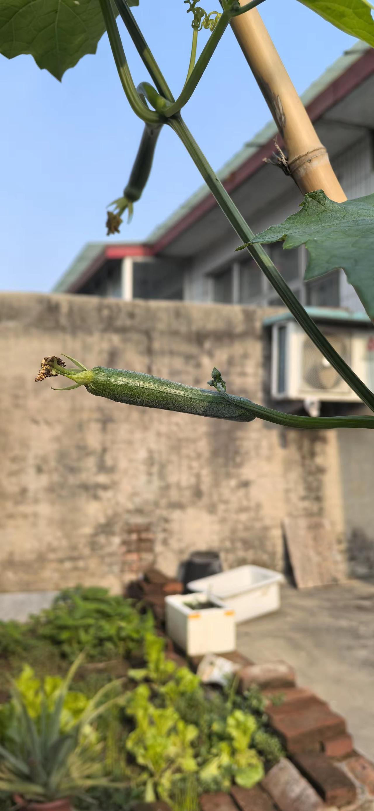 你得支楞起来啊，晚熟的瓜