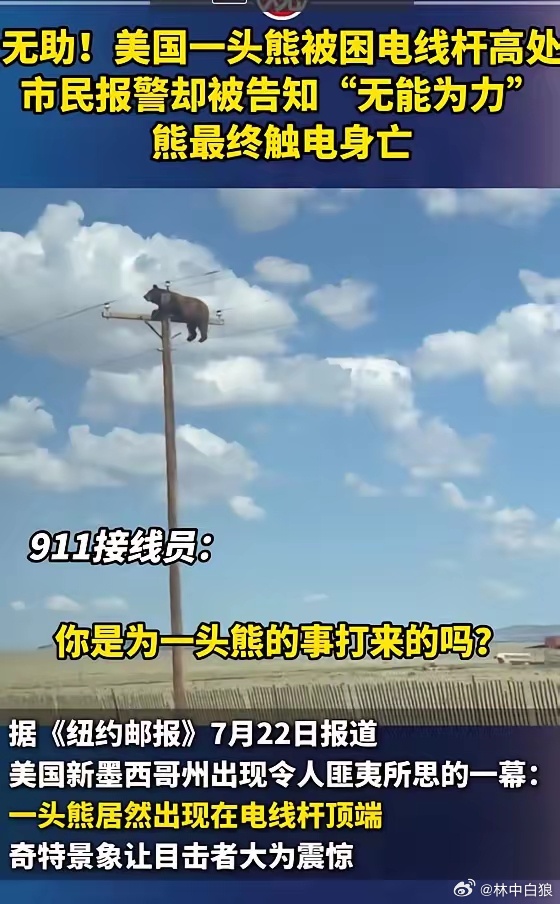 美国新墨西哥州，一头熊被困在电线杆顶端，市民报警却被告知“无能为力”，熊最终不幸