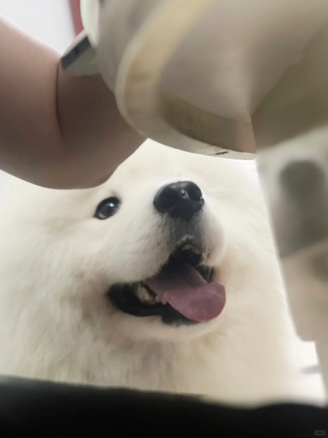 狗子：让我看看你在偷吃什么好吃的！