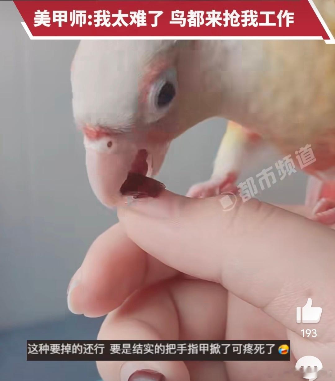 女子美甲被鹦鹉几口卸掉美甲师迎来最不可思议对手 鹦鹉：你这指甲太闪了，我帮你处理