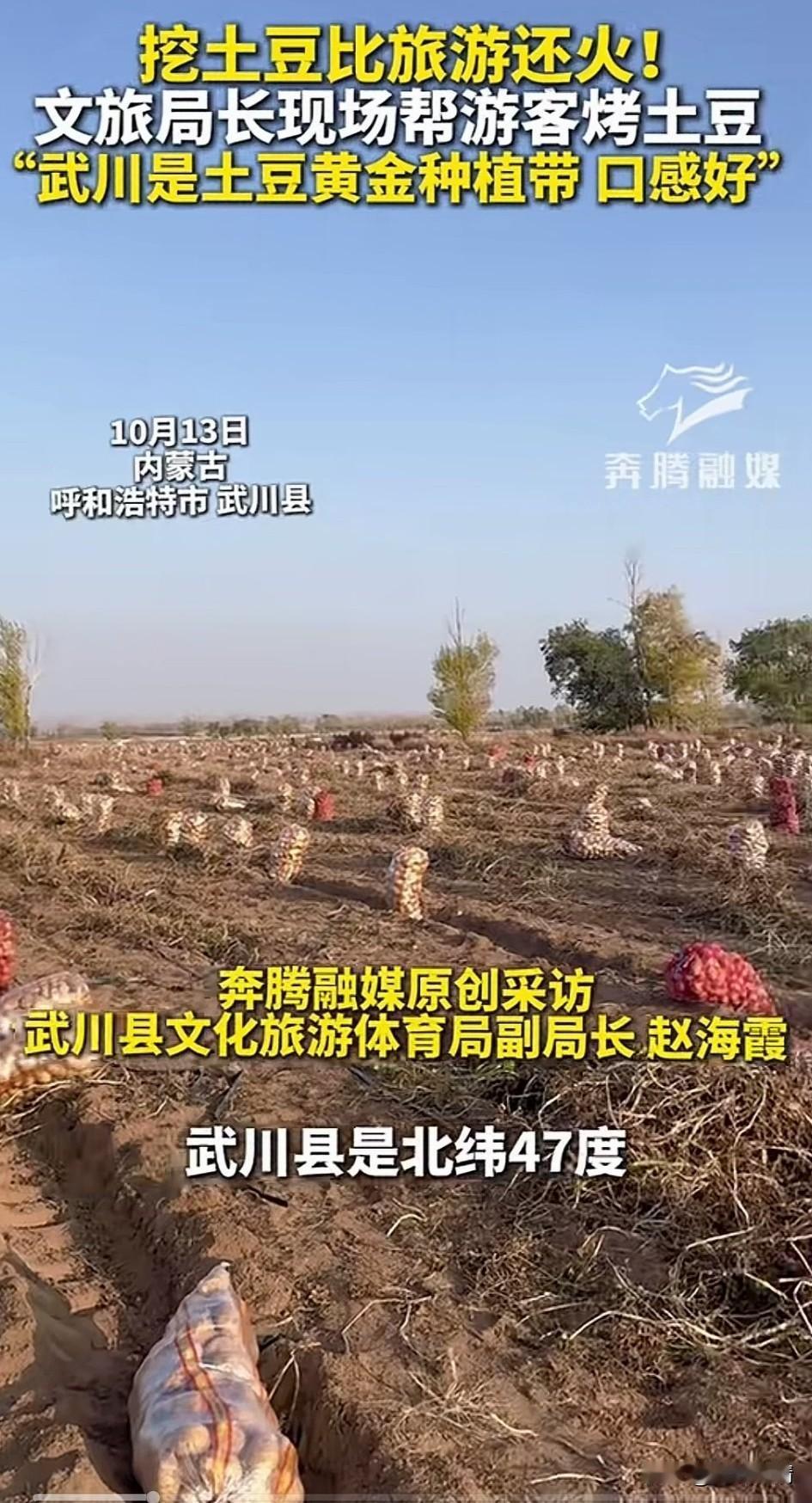 呼和浩特武川县挖土豆比旅游还火，
当地文旅局的副局长居然亲自在田间生火烤土豆，现