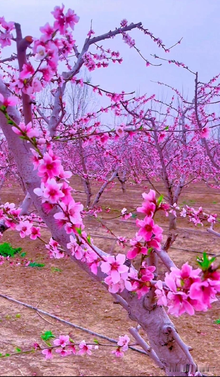 看了这么美的桃花盛开景色？是不是想起我们小时候学过的诗句：人间四月芳菲尽，山寺桃