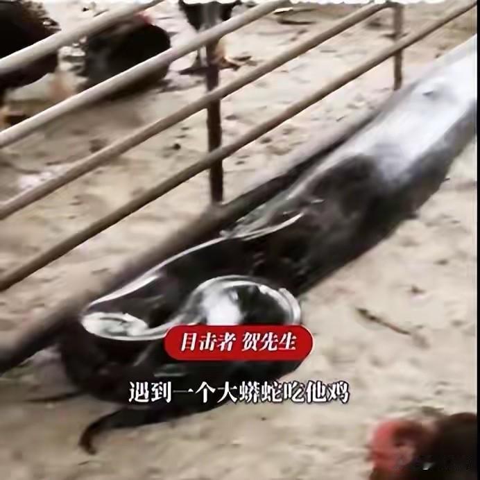 养殖户早上巡棚，以为进了贼——百来只散养土鸡少了七八只，走近一瞧，好家伙，一条3
