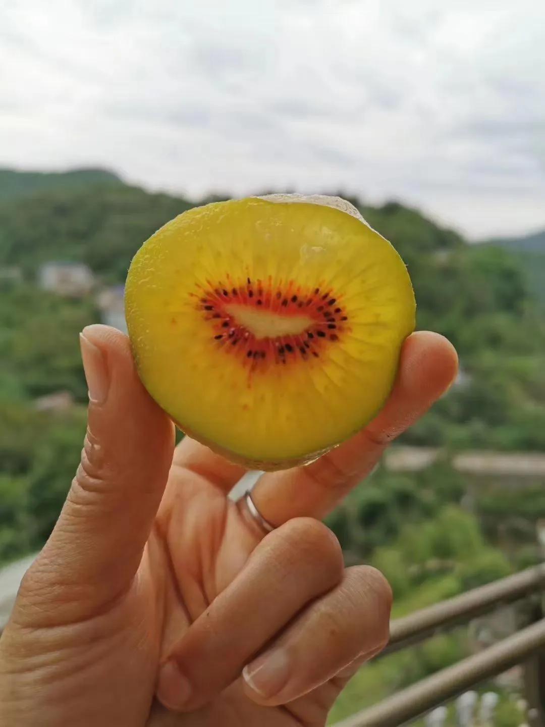 今年太干旱了但是6月就有兰友和网友来问我猕猴桃是事了！家里每年大约有2000多斤