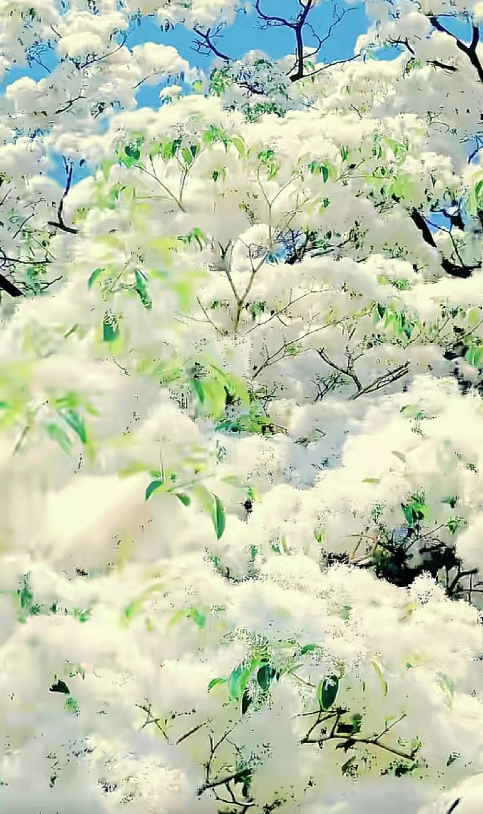 分享一张你相册里的花随手拍～百年暴马丁香～