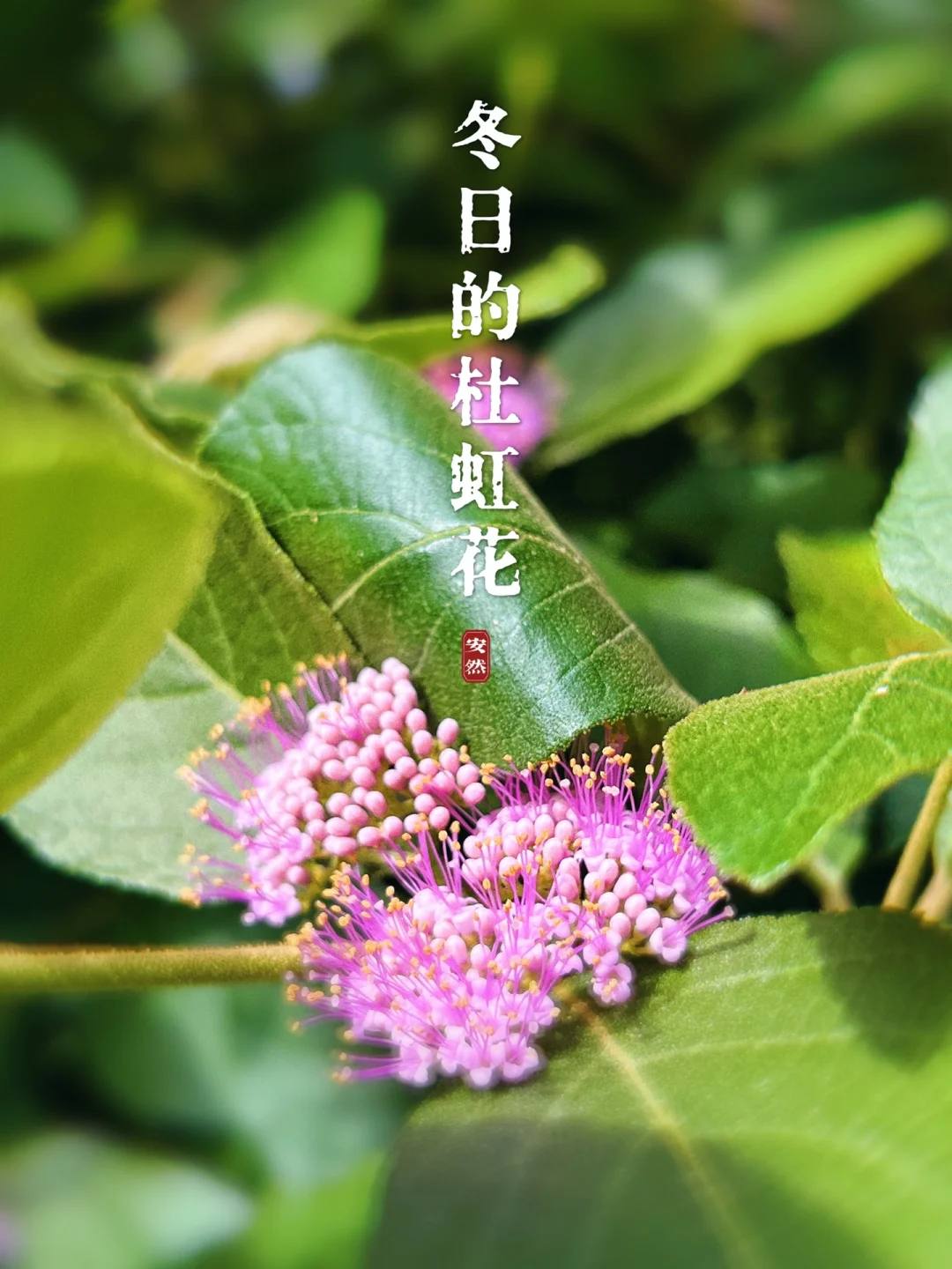 福州植物美图｜冬日夺目的杜虹花