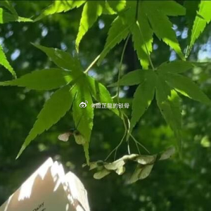 指尖触碰着沉甸甸的稻穗，温热的米香丝丝缕缕钻进鼻尖，林辰的心脏还在砰砰狂跳。哪怕