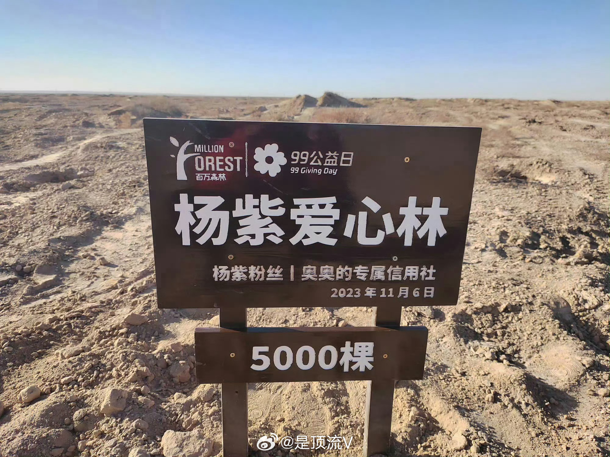 杨紫，这是我们的生命树！恭喜我们的宝贝杨紫，拿下第31届上海电视节白玉兰奖最佳女