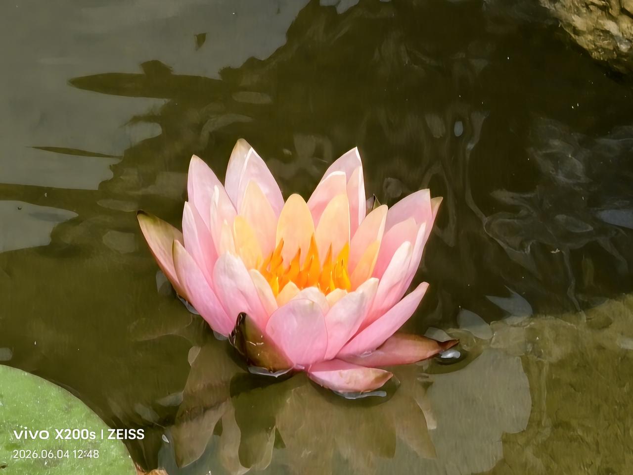 谁有花草照片，可以晒下吗闲人爱动散步途中随手拍。
