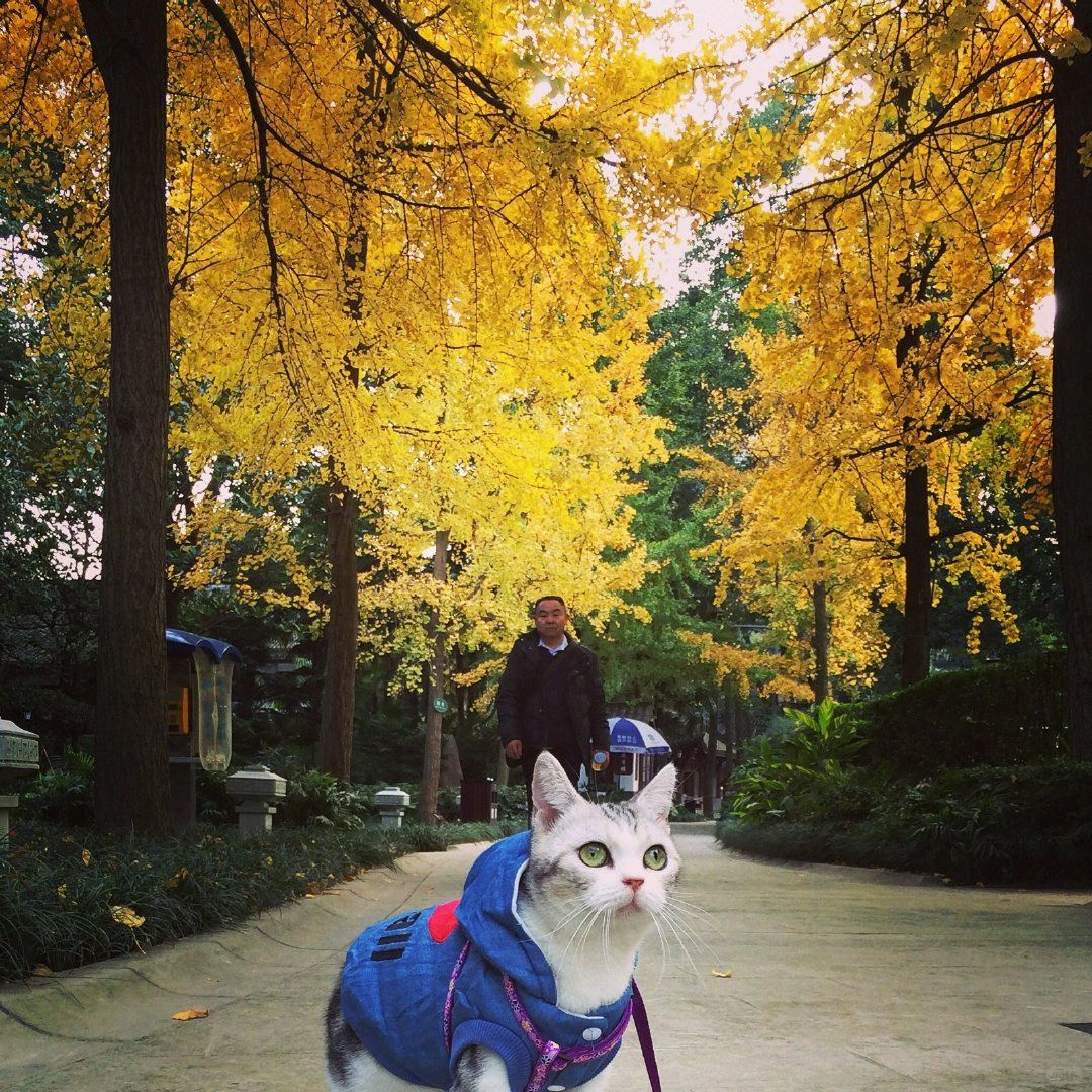 成都的银杏又黄了·小猫咪也老了