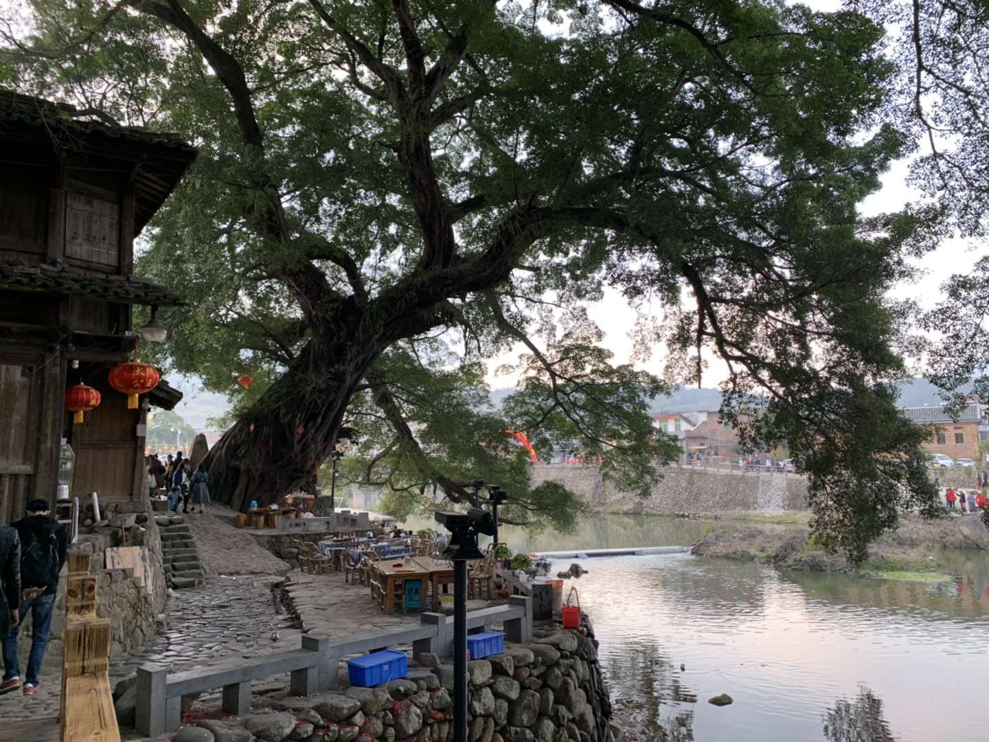 云水谣是不是这颗大榕树倒了？我这图是几年前拍的云水谣云水谣景区倒伏古榕树被成功扶