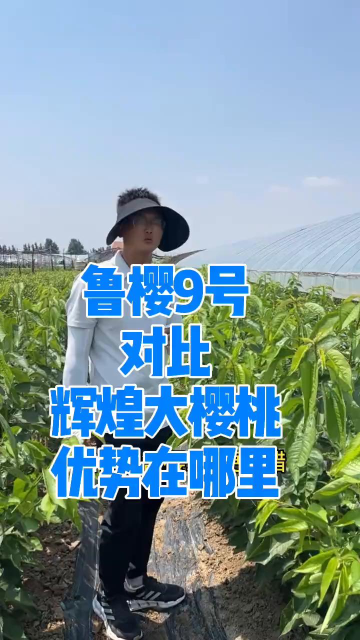 鲁樱9号对比辉煌大樱桃优势在哪里？
大家都知道玉皇大樱桃已经上市好几年了，目前来