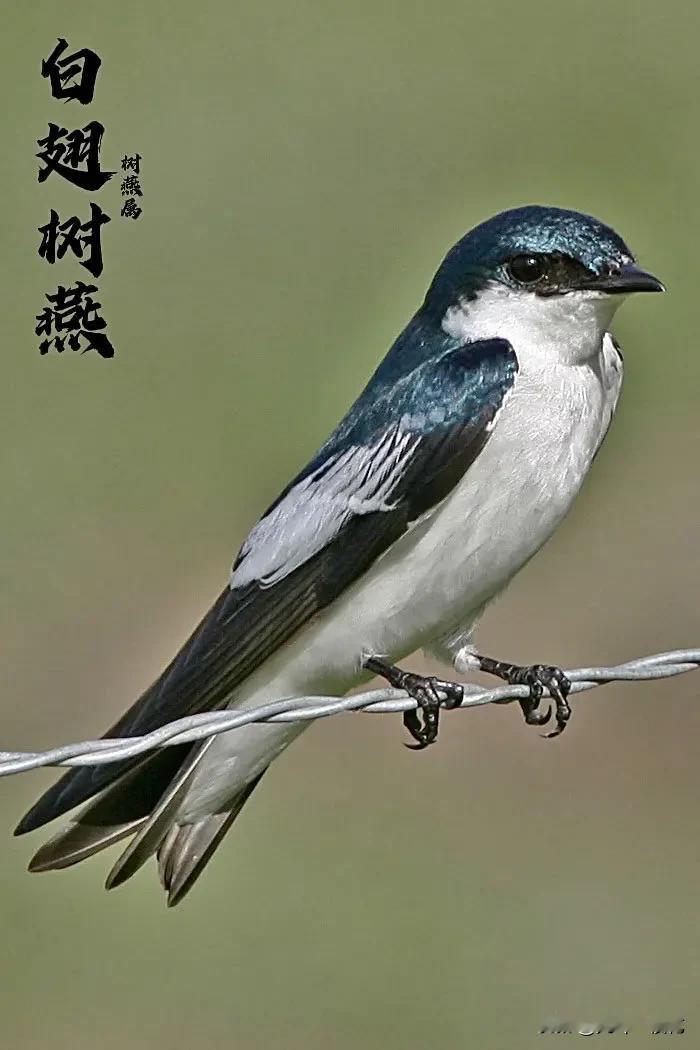 紫金矿业，高开高走

紫金矿业今日高开高走，至9.37分，上涨3.13%，今日贵