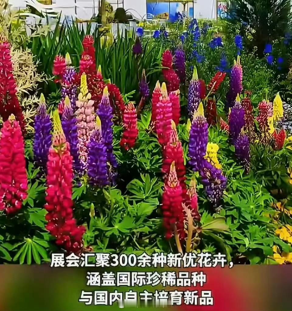 花展最全打卡指南来了京城春日赏花必看！超全花展打卡指南来袭，缤纷花境层层叠叠，每