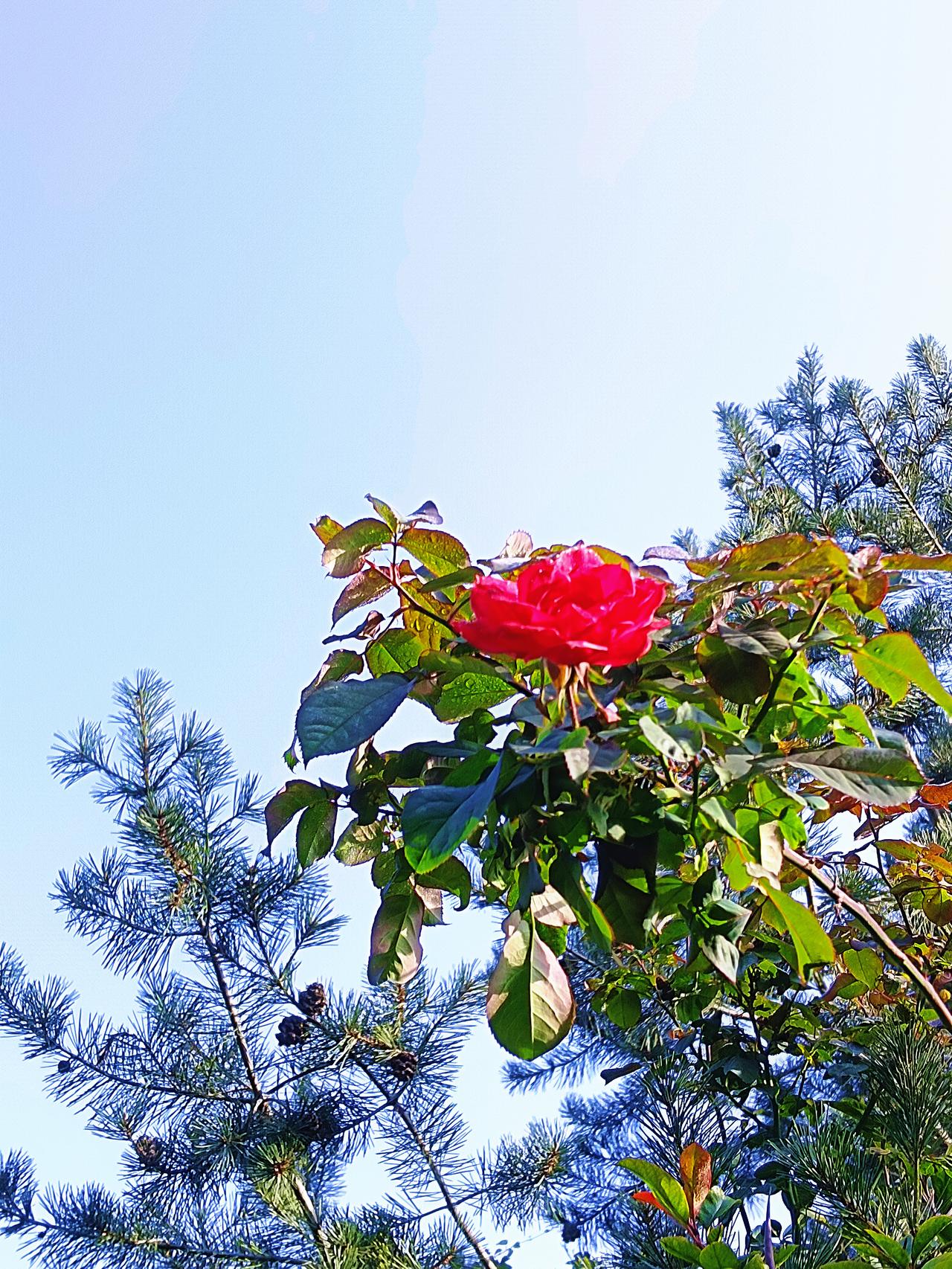 你们那里“捉迷藏”用方言怎么说?藏摸摸