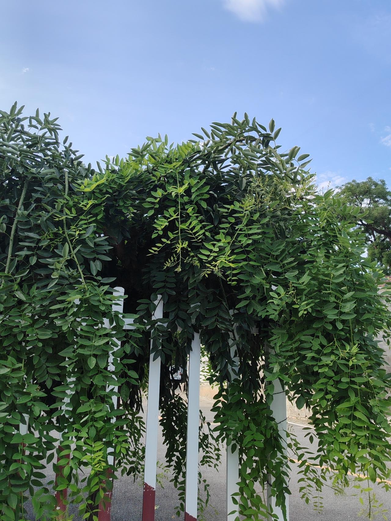 夏日生活打卡季夏日的风穿过林间，携着草木的清香，将时光酿成一杯温润的茶，敬过往的