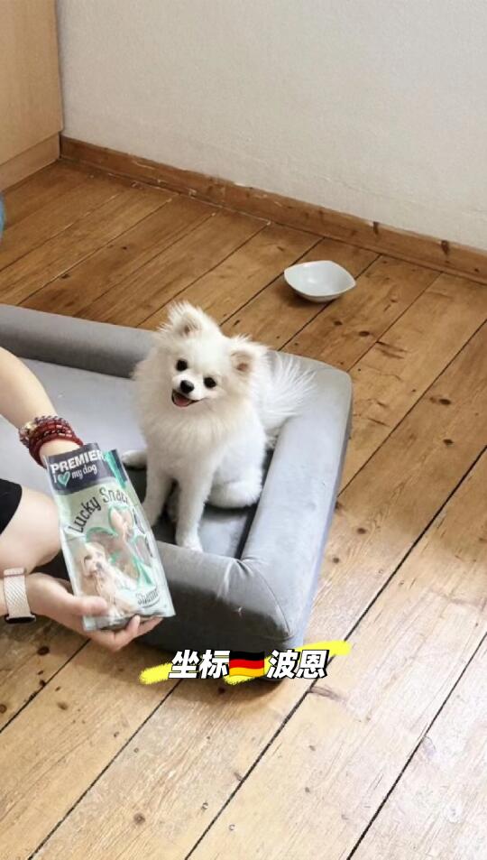 这么可爱的小家伙居然找不到领养家庭