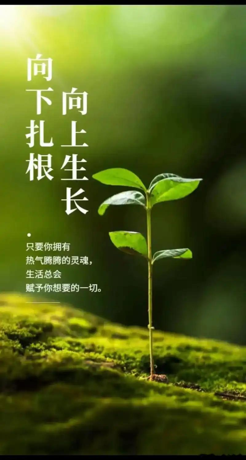 头痛欲裂？四味中药对证出击，古人智慧妙解头疾！头痛，这个困扰无数现代人的顽疾，早