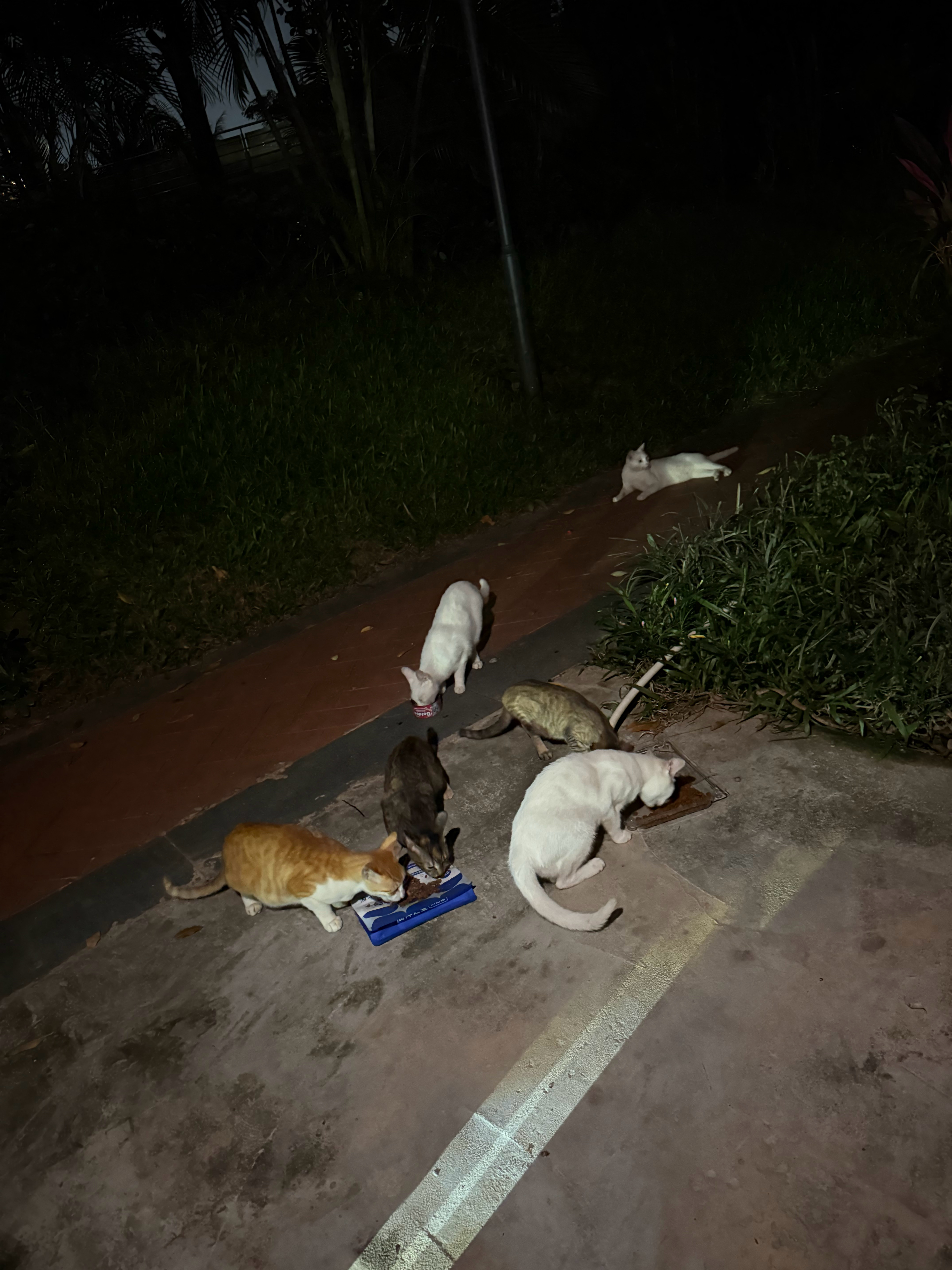 都是我一个人默默抓默默送医默默照顾默默绝育再放归的流浪猫(都是女生)，可以说地上