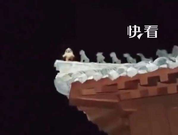 武当山最近拍到一幕特别治愈、特别有意思的画面！大家都知道，武当山道观大殿的房顶上