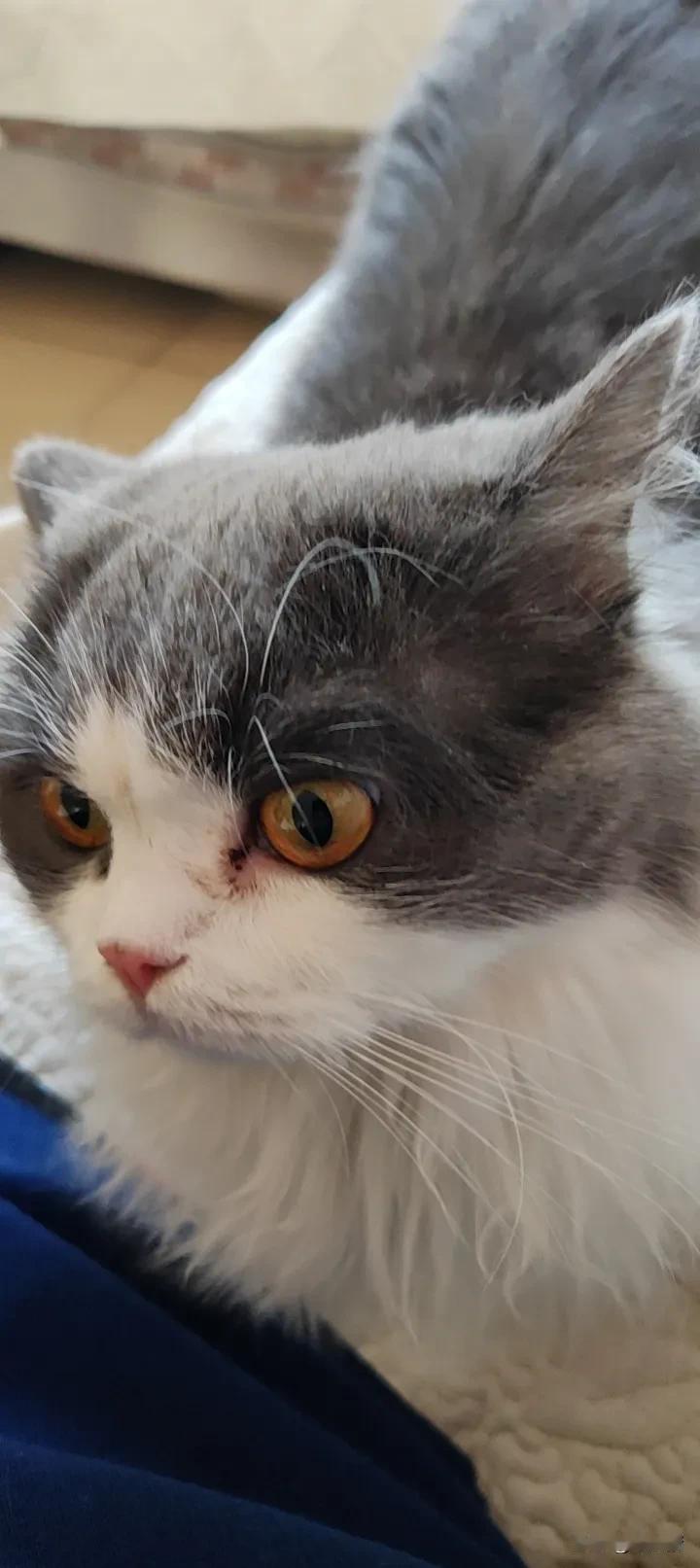 狻猊山头血正腥