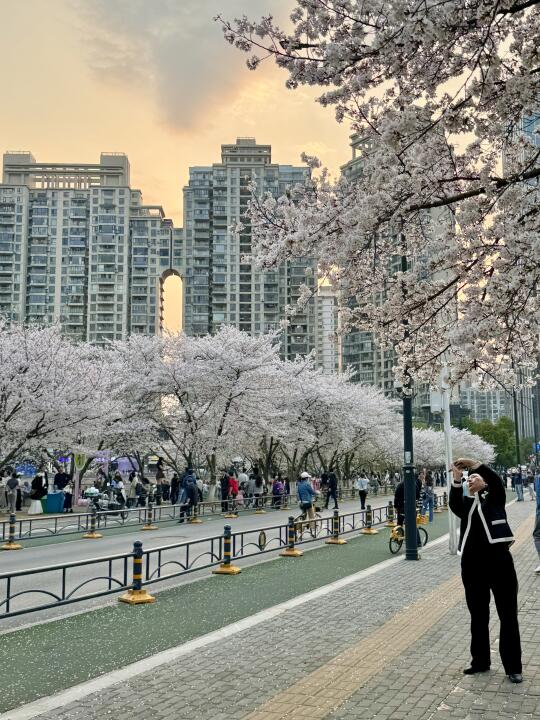 武汉顶流免费樱花林🌸即将开爆🔥