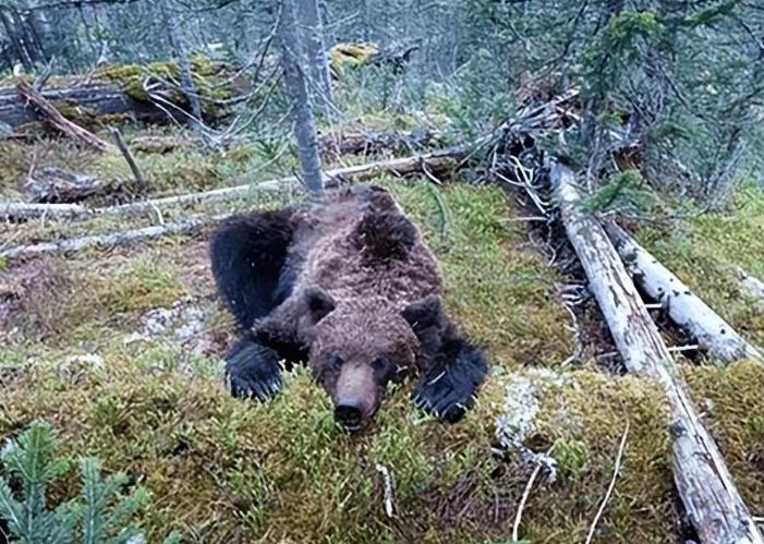 1985年，毒贩桑顿的飞机出事了，1500万美元的可卡因掉进了森林，然后，一只黑