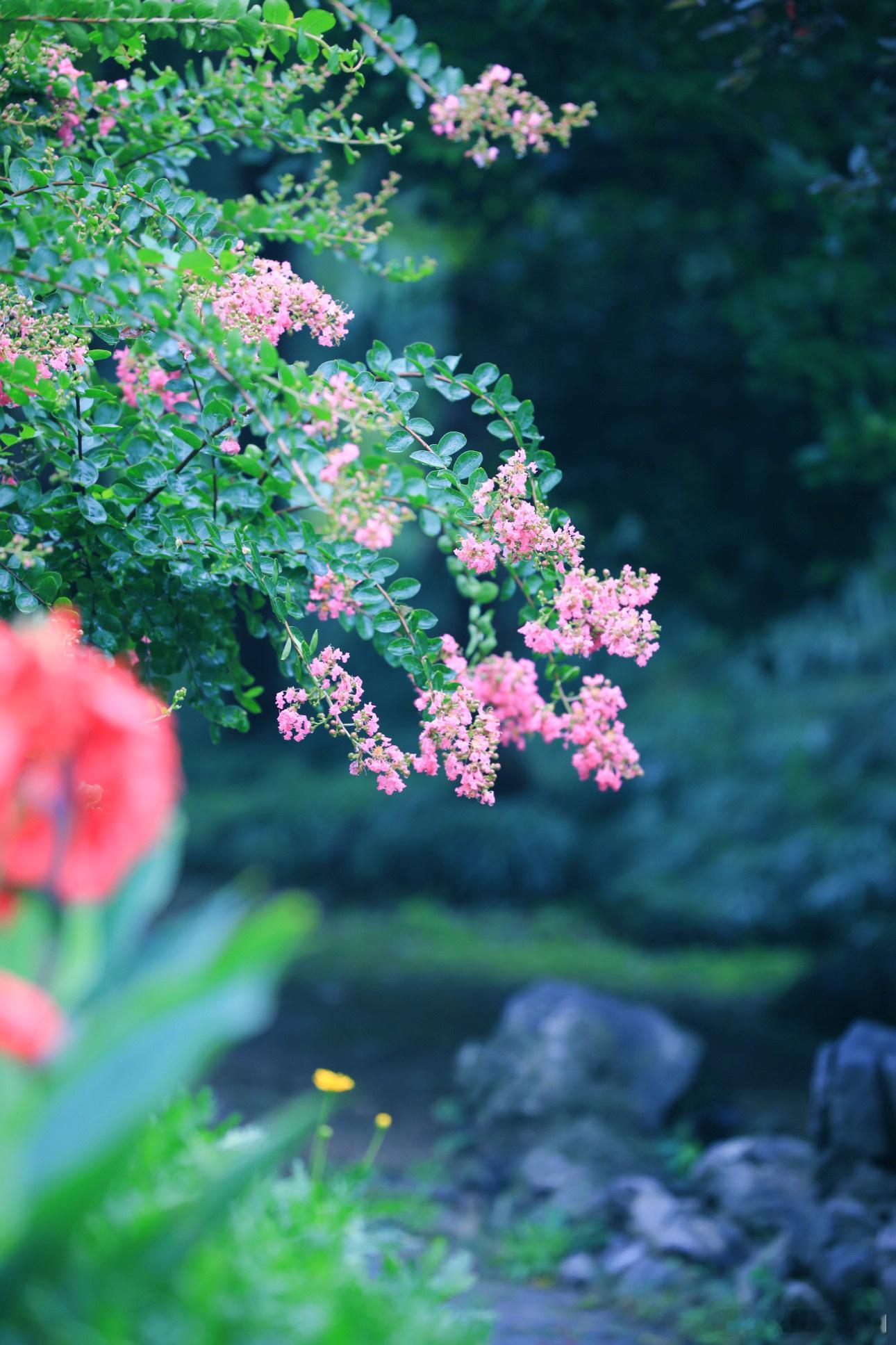 【扬州瘦西湖｜紫薇莲荷共芳，潋滟了浅秋时光】浅秋微雨的瘦西湖，紫薇嫣然，荷开依然