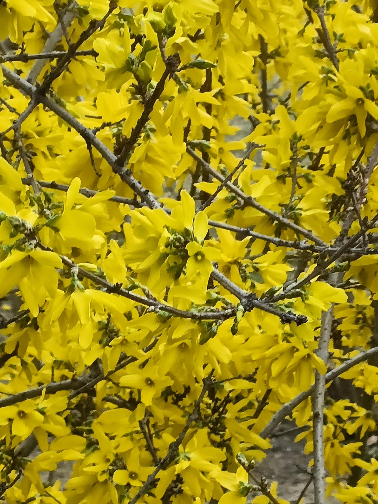 今年春天最想实现的心愿多看看花草，一年四季的变化，每天给自己一个好心情