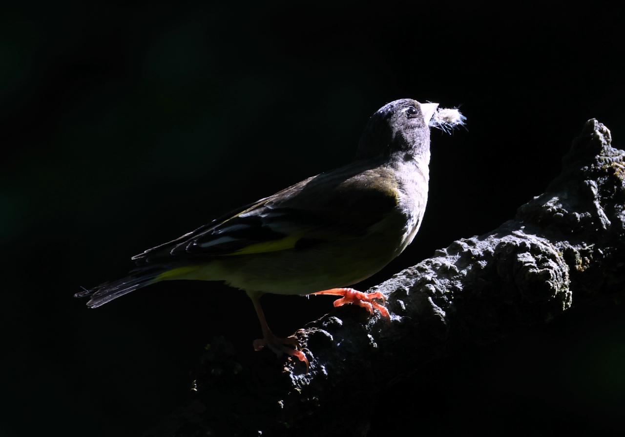 这神秘鸟是啥？
        我很喜欢借助黑暗背景，用镜头营造出带神秘氛围的场