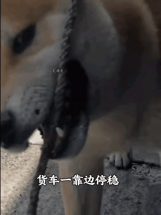 湖南长沙一位货车司机，常年带着自家柴犬奔波在路上。每当抵达目的地，需要整理宽大的