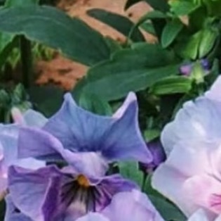 0000三色堇的种植方法：生长环境选择- 土壤：宜选用疏松、肥沃、排水良好的微酸