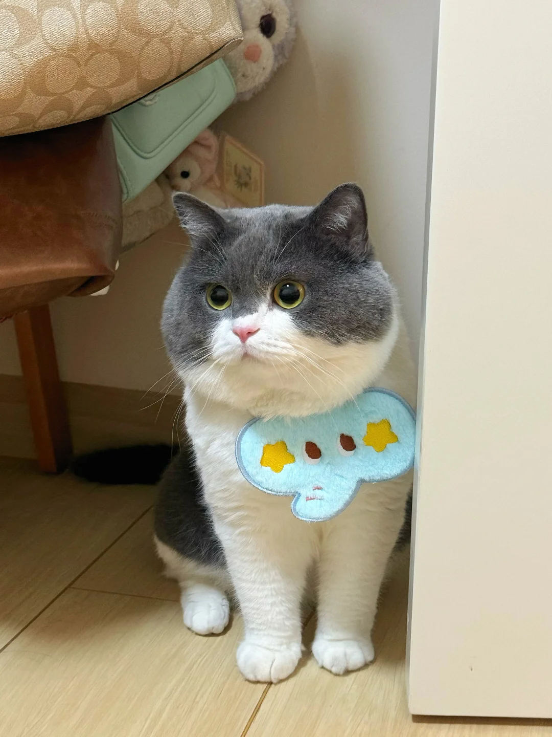 原则上是不允许小猪进卧室的