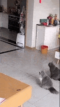 猫猫怎么做到这么听话的