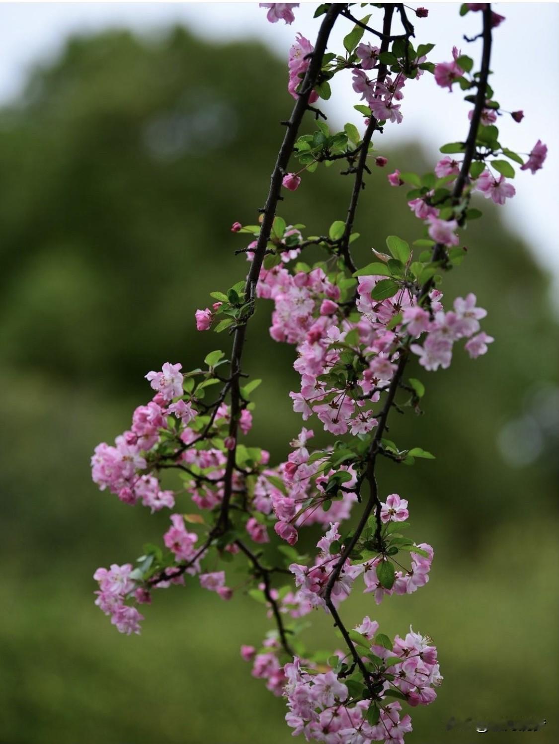 结婚彩礼这事儿，真是千差万别。法律没规定具体数额，全看双方家庭协商，还受地域、经