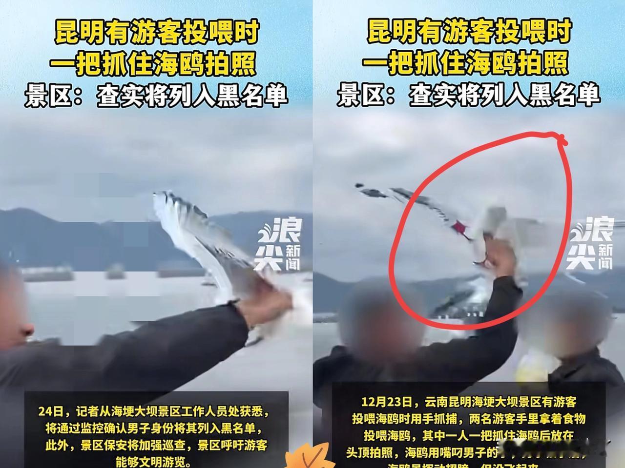 “太没素质了！”云南昆明，2名游客在喂海鸥时，其中一人趁海鸥靠近，突然伸手一把抓