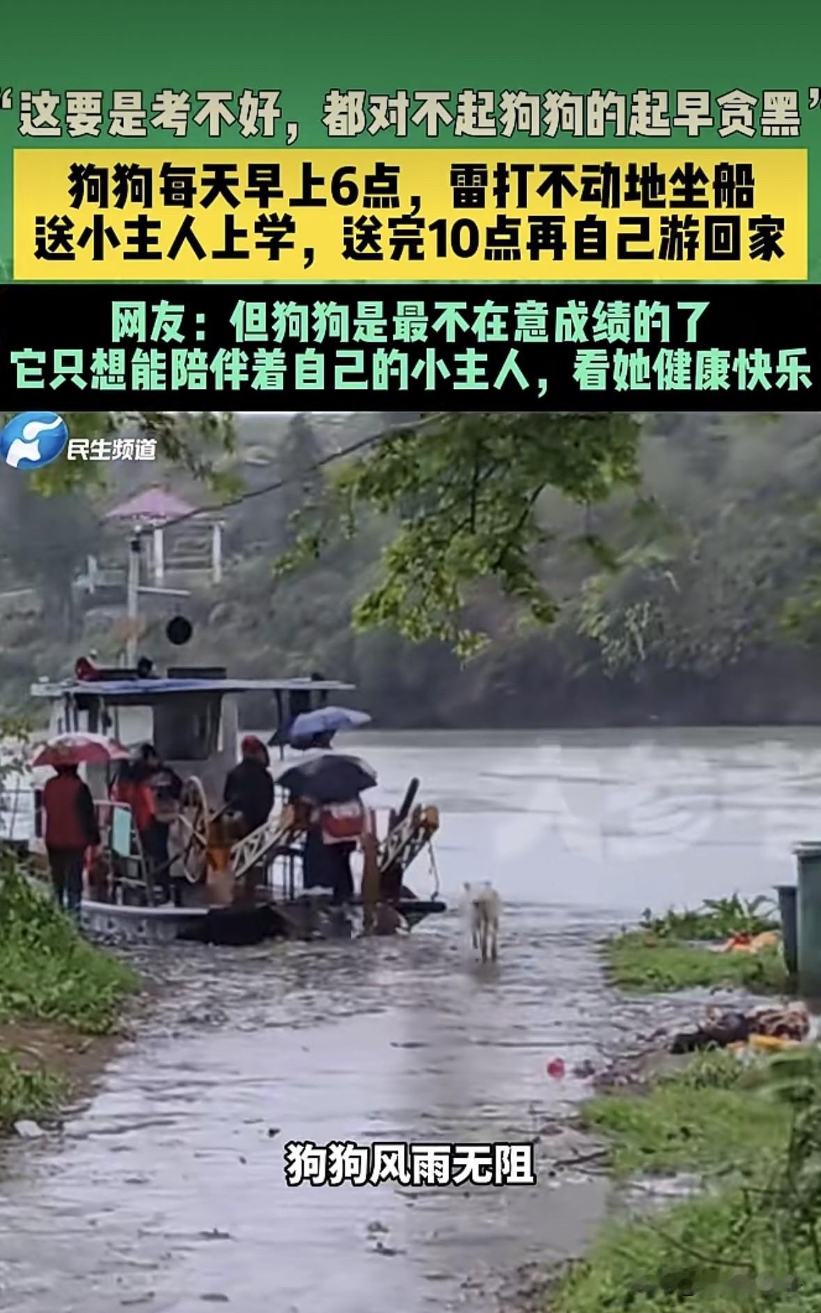 这要是考不好是不是都对不起狗狗每天的起早贪黑？
湖南邵阳一小朋友上学，家里的狗狗