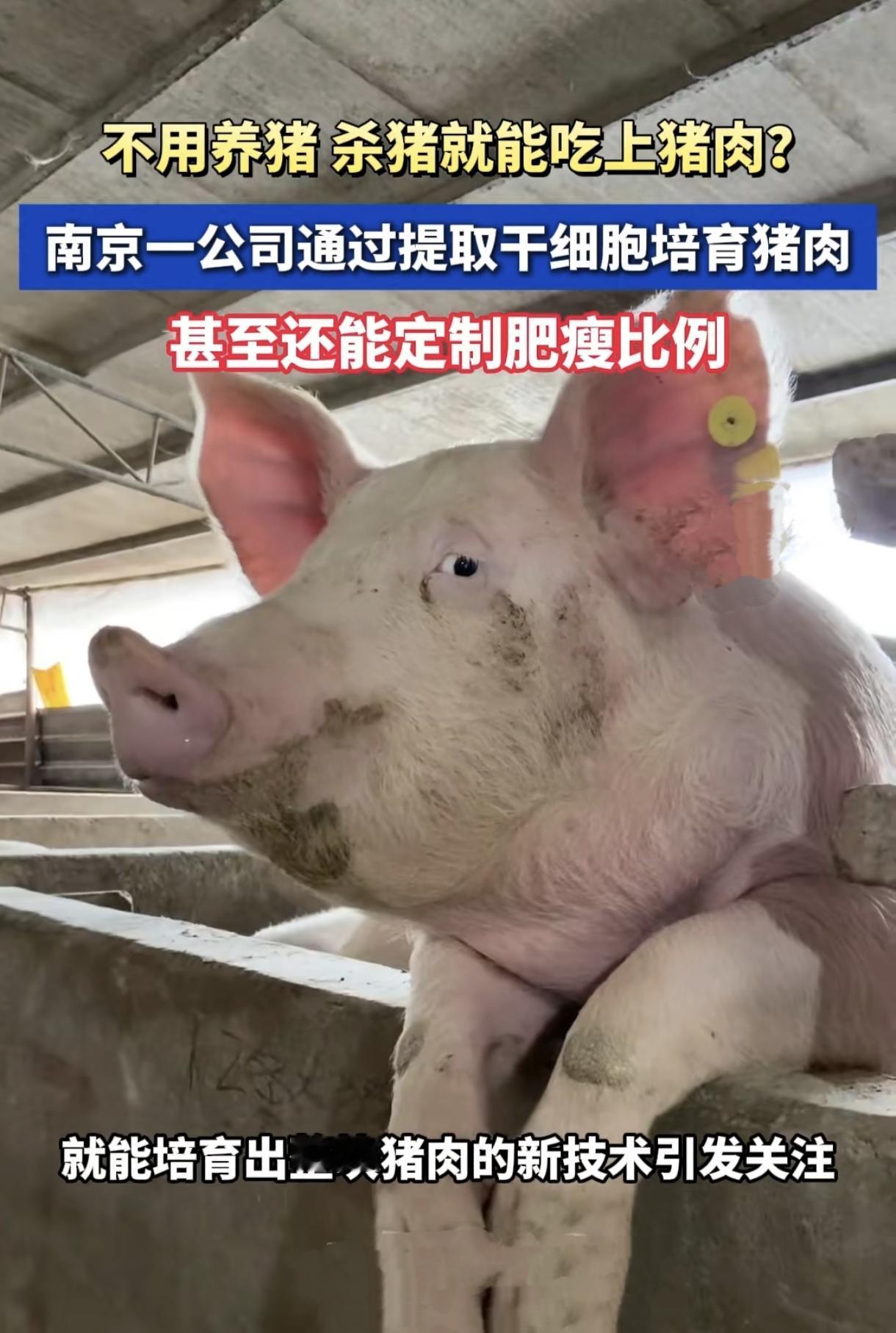 据某官方媒体透露，咱们国内某公司已经生产出了无需人工喂养活猪，只从活猪中提取点干