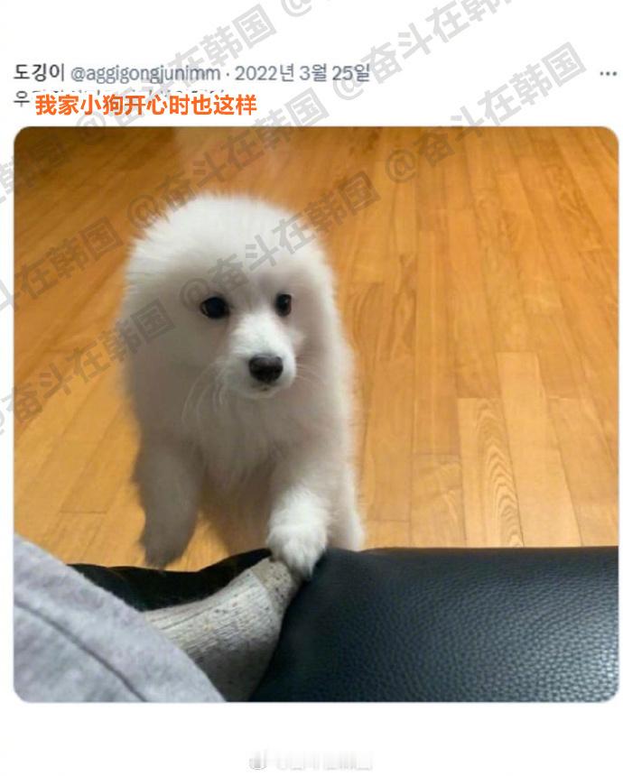 开心时会变光头的小狗 ~海外新鲜事 热点现场