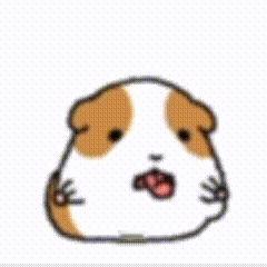我想要这个豚猪的动图 