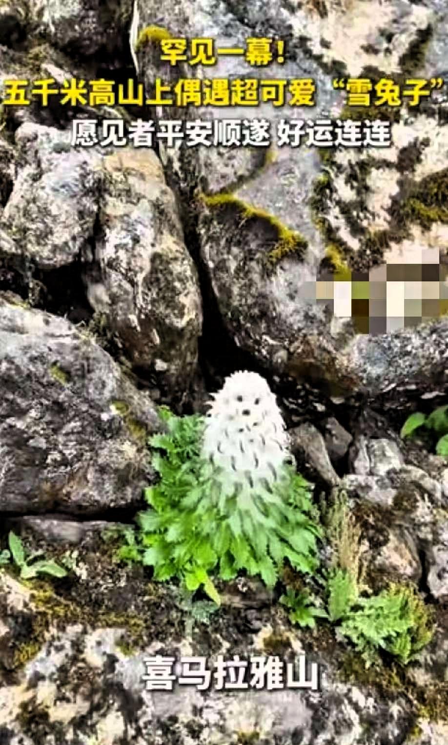 火到央视了！”西藏喜马拉雅山，一男子爬到海拔5000米的地方，看到了一株罕见的“