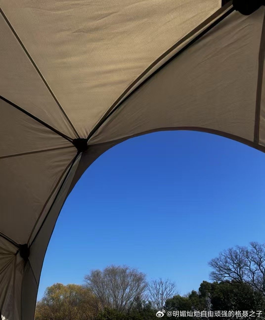 暗色的树木静默的擎向天空，成为季节的脉络。