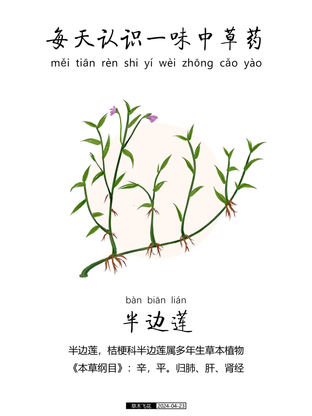 每天认识一味中草药-半边莲🪷