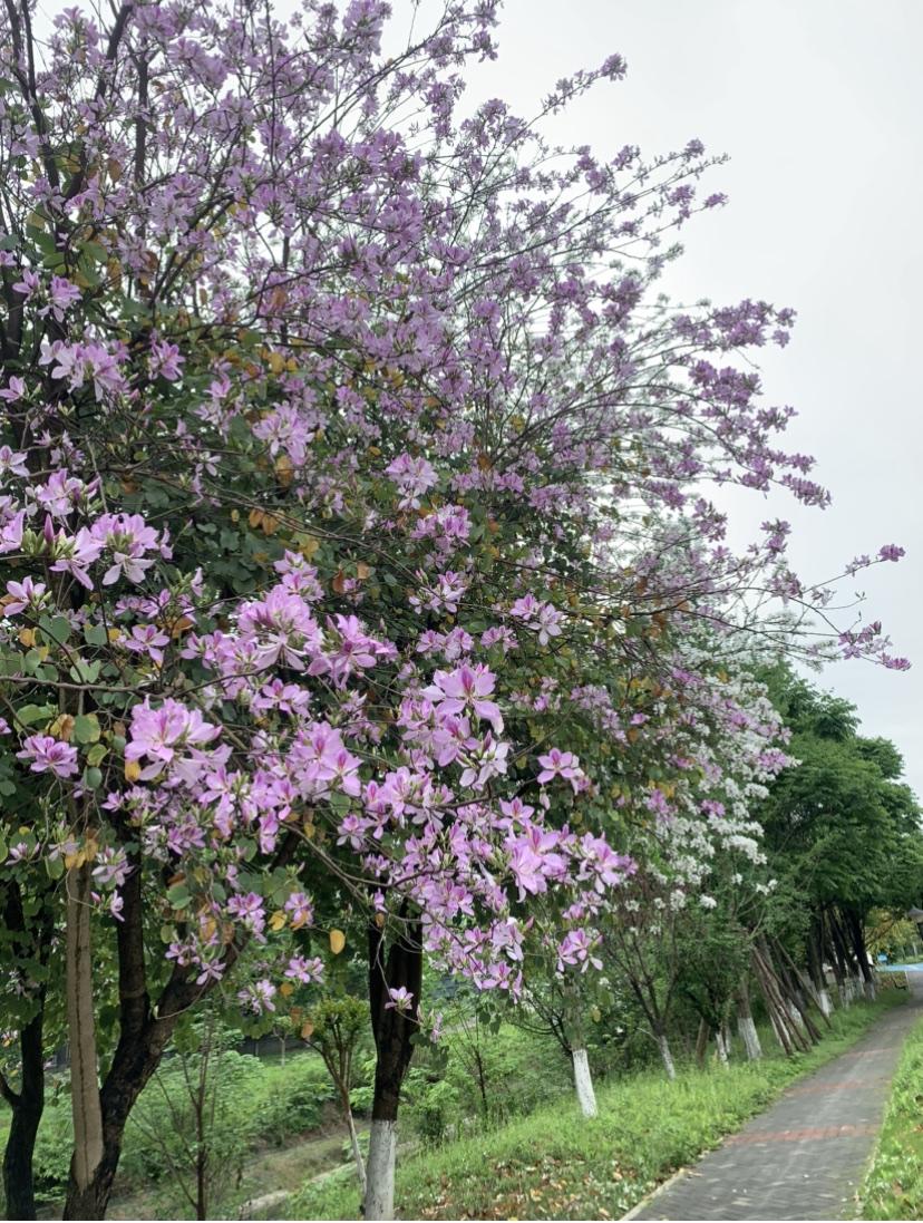 上课都能，监考不能？

有博主称：老婆生病后做了切除手术，现在勉强可以上课，课间