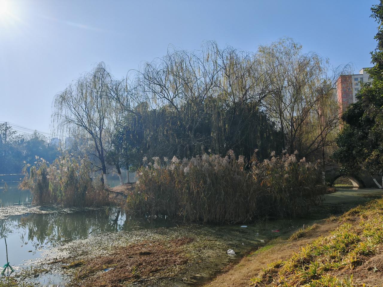 晒一张相册里的风景吧在小河岛上散步呼吸