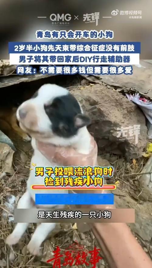 绝了！青岛大叔用自来水管给残疾小狗造“座驾”，跑起来帅到起飞！
 
你见过用自来