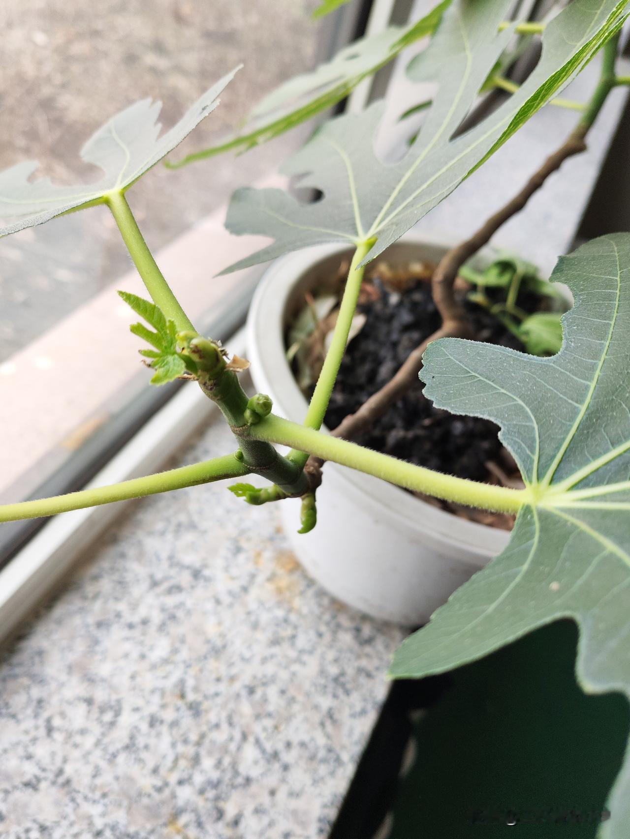 真心话茶局真不容易呀！室温下降，室外温度也不高。现在我这屋里冷，外面热。室外十几