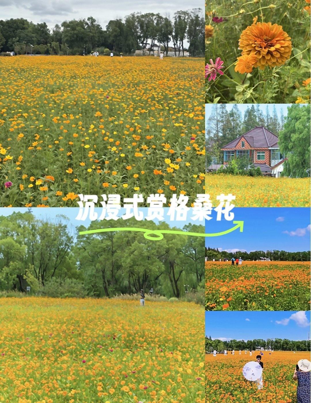 🏬沈杨村花海
秋日里的浪漫邂逅
🌼秋天的上海
宝山区顾村镇沈杨村的花海宛如一