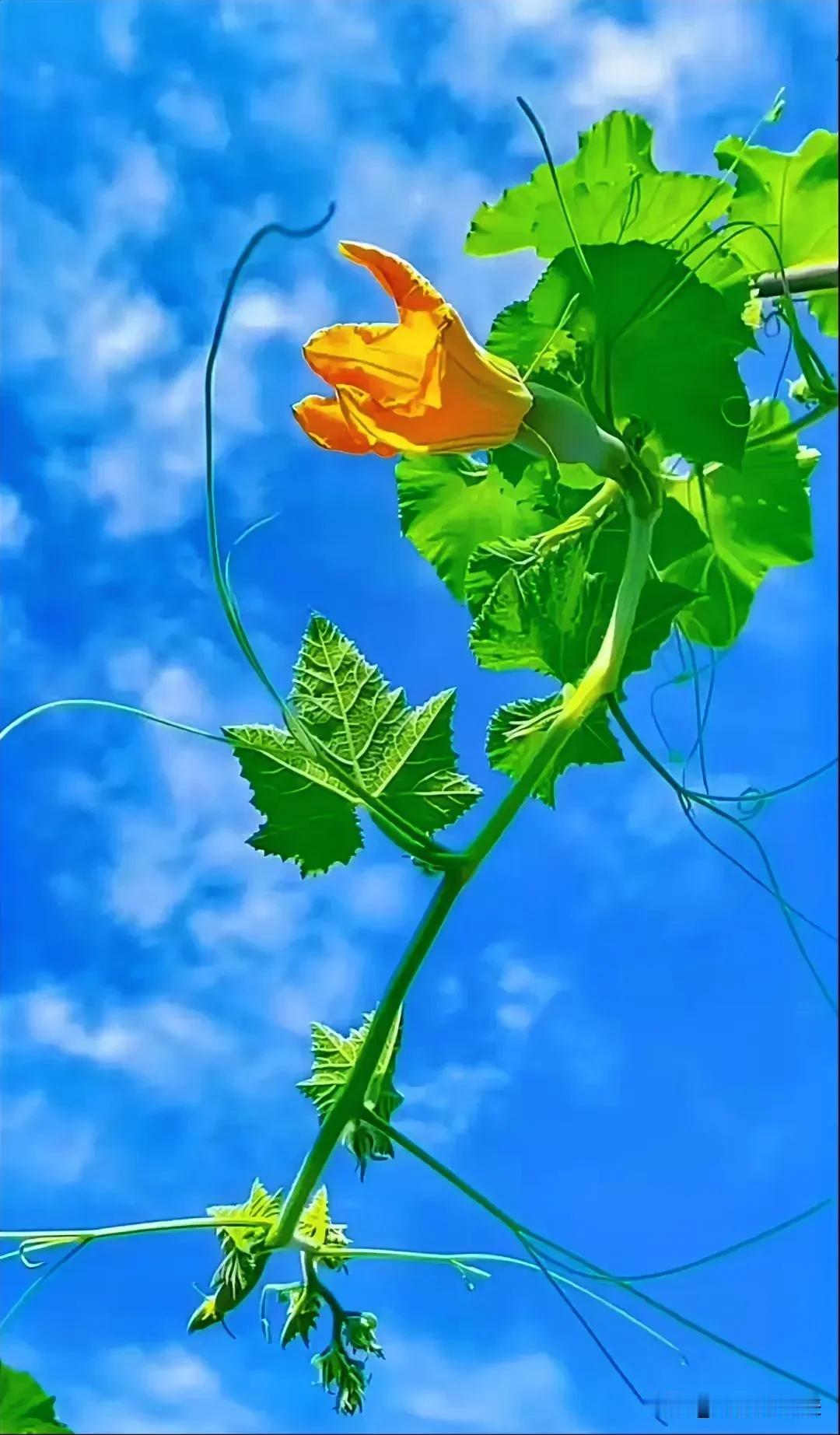 对联挑战：此联有点难，诚邀全网对下联？
上联：一朵金花向阳开，
下联：邀请[作揖